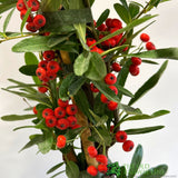 Pyracantha Coccinea 'Red Star' Fire Thorn 3Ltr Pot