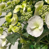 Hydrangea 'Runaway Bride' White Plant - 3Ltr Pot