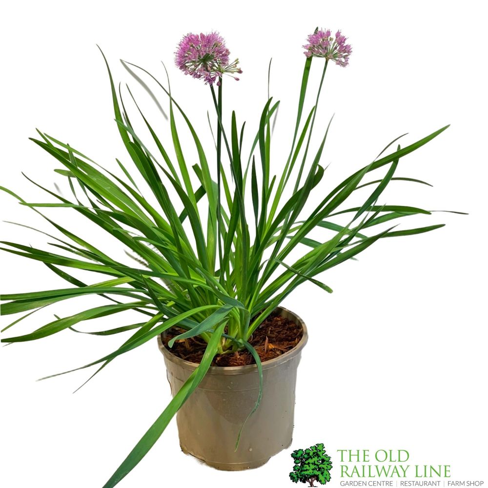 Allium 'Lavender Bubbles' Plant 3Ltr Pot