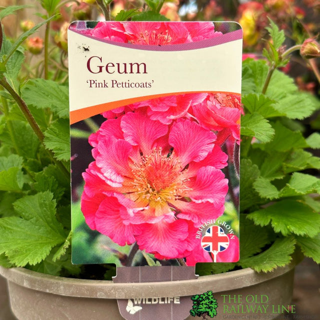 Geum 'Pink Petticoats' 3Ltr Pot