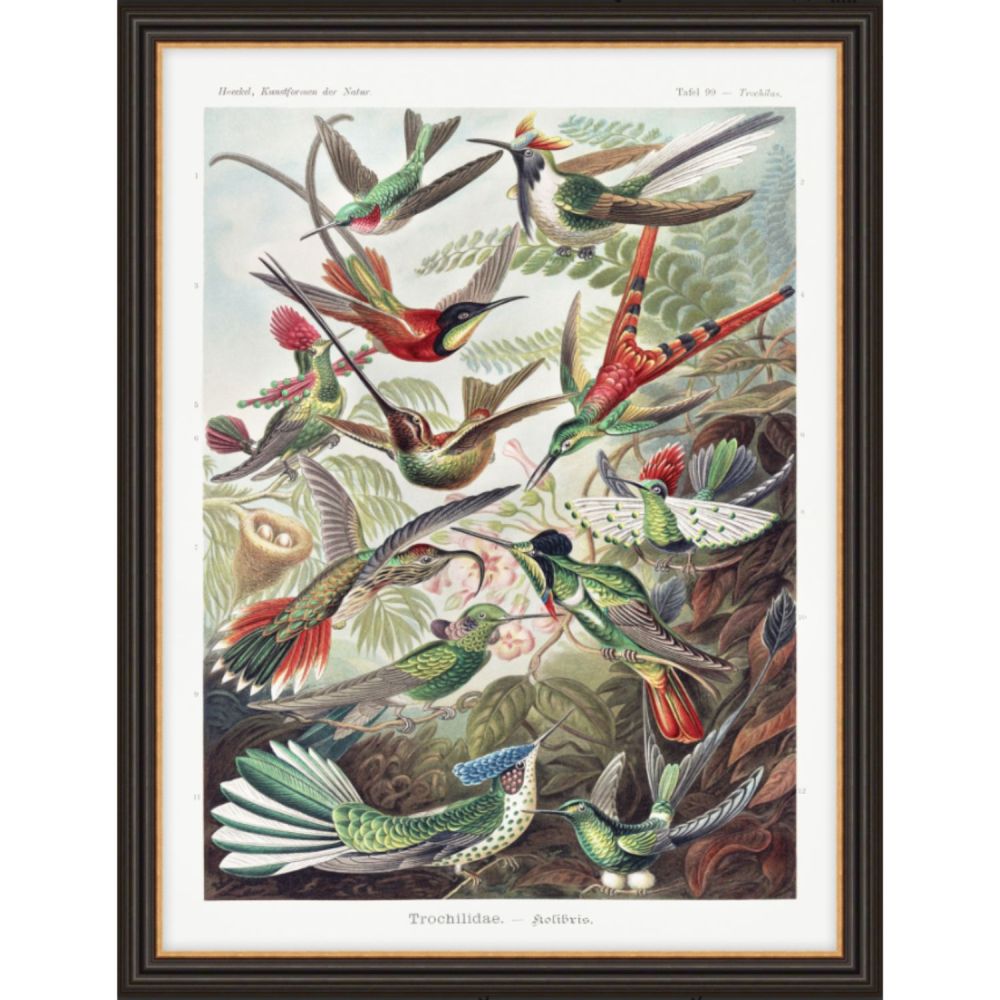 Artko 87cm 'Trochilidae' Framed Print by Ernst Haeckel