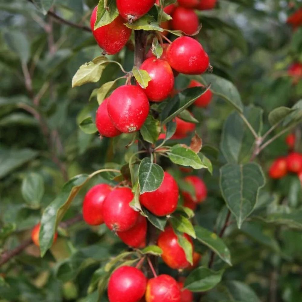 Malus 'John Downie' Crab Apple Tree 10Ltr Pot