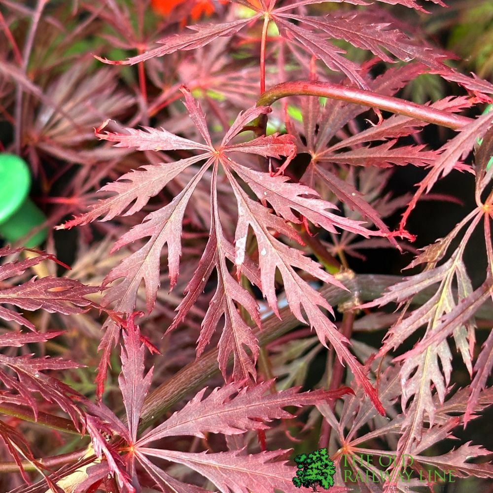 Acer Palmatum 'Crimson Queen' 3Ltr Pot