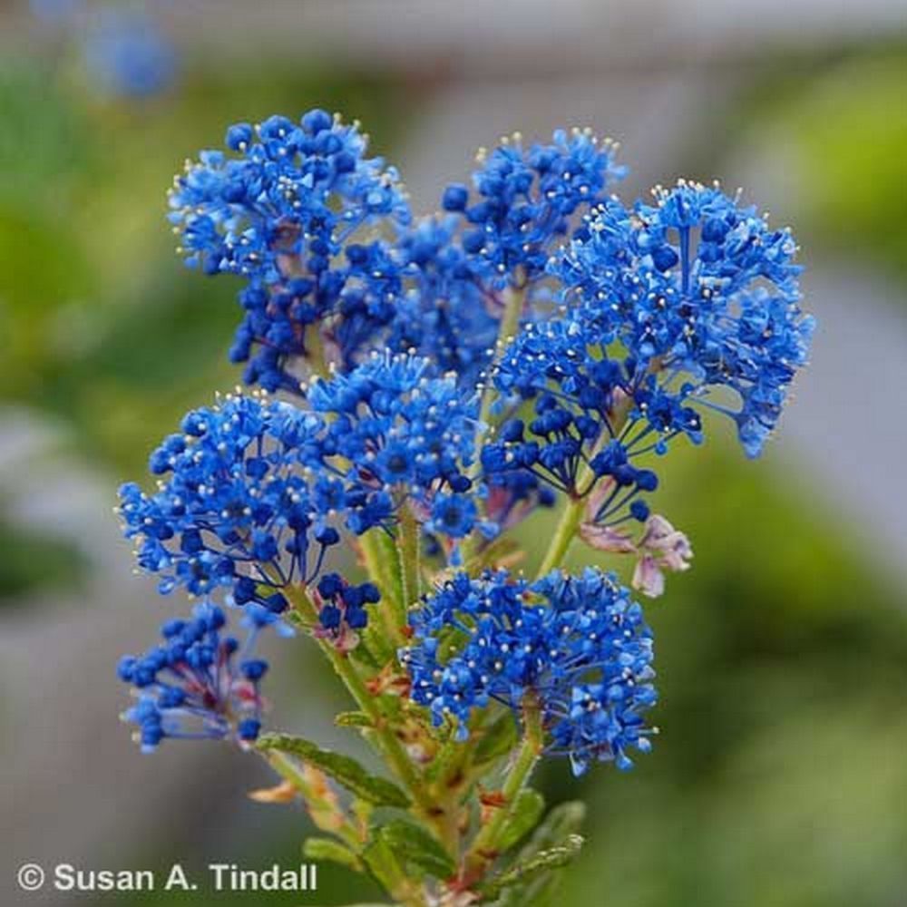 Ceanothus 'Southmead' Californian Lilac Plant 3Ltr Pot