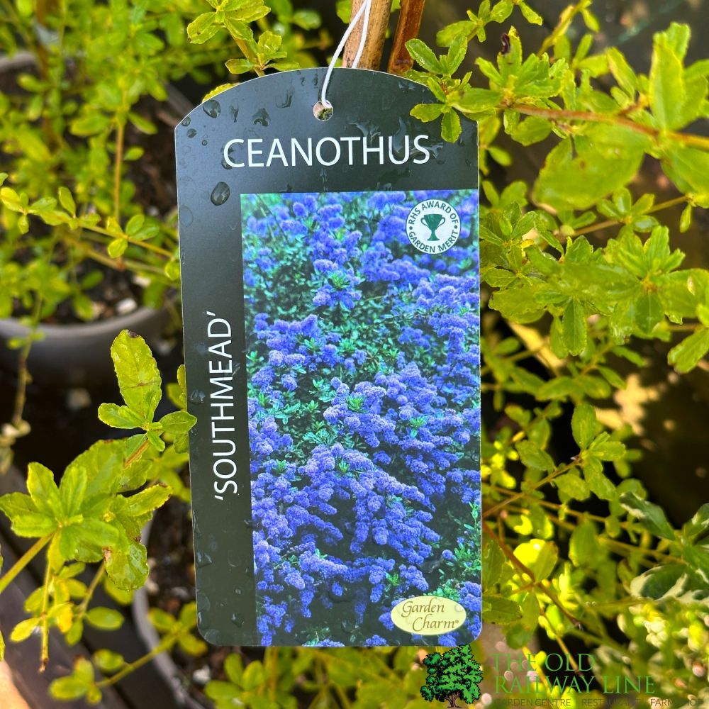 Ceanothus 'Southmead' Californian Lilac Plant 3Ltr Pot
