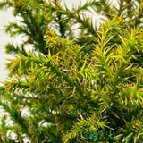 Cryptomeria 'Tilford Gold' Japanese Cedar Conifer 3Ltr Pot