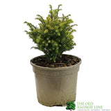 Cryptomeria 'Tilford Gold' Japanese Cedar Conifer 3Ltr Pot