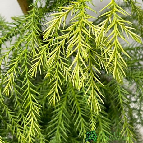 Cryptomeria japonica 'Sekkan-sugi' Conifer 3Ltr Pot