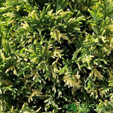 Chamaecyparis lawsoniana 'Silver Threads' Conifer 3Ltr Pot