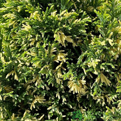 Chamaecyparis lawsoniana 'Silver Threads' Conifer 3Ltr Pot