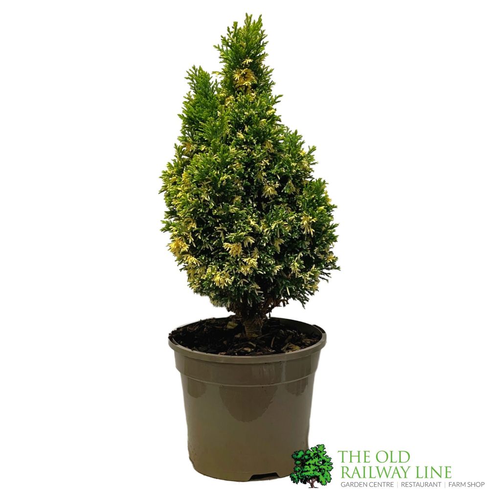 Chamaecyparis lawsoniana 'Silver Threads' Conifer 3Ltr Pot