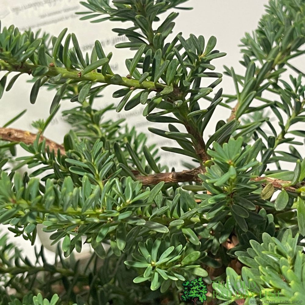 Podocarpus Lawrencei 'Bluey' Conifer Plant - 3Ltr Pot