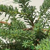Podocarpus Lawrencei 'Bluey' Conifer Plant - 3Ltr Pot