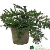 Podocarpus Lawrencei 'Bluey' Conifer Plant - 3Ltr Pot