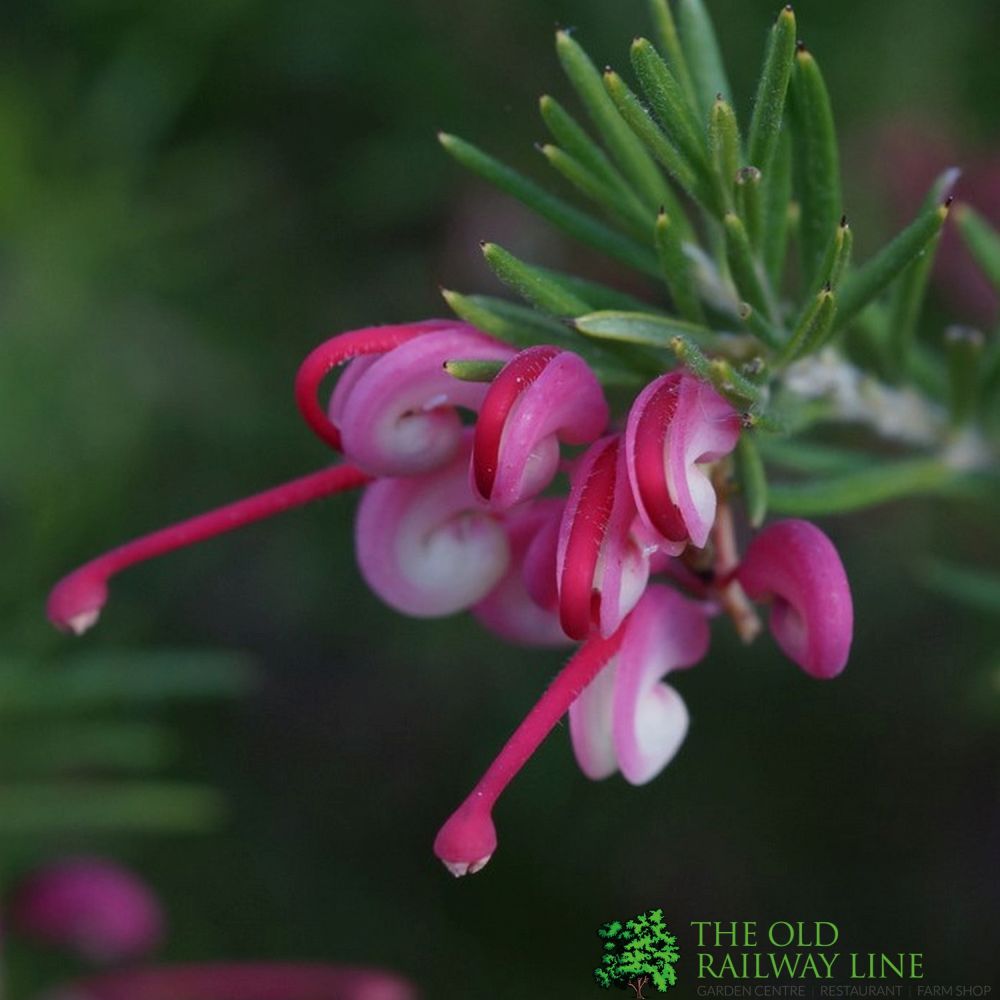 Grevillea 'Olympic Flame' Spider Flower 3Ltr Pot