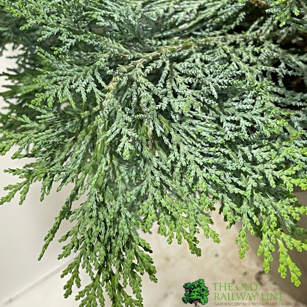 Chamaecyparis lawsoniana 'Pembury Blue' 3Ltr Pot