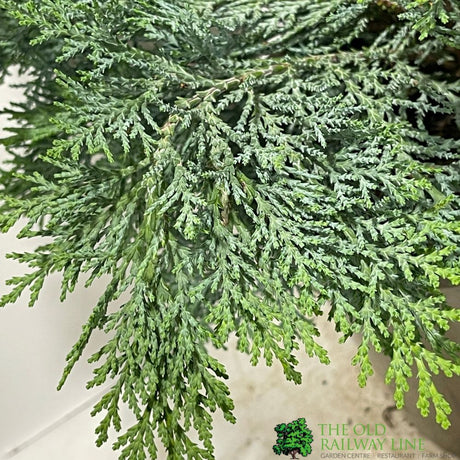 Chamaecyparis lawsoniana 'Pembury Blue' 3Ltr Pot