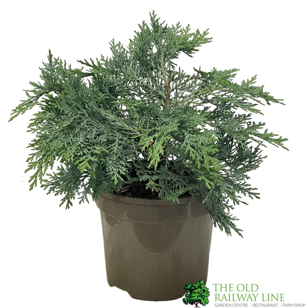 Chamaecyparis lawsoniana 'Pembury Blue' 3Ltr Pot