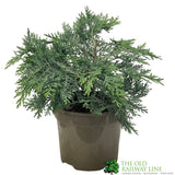 Chamaecyparis lawsoniana 'Pembury Blue' 3Ltr Pot