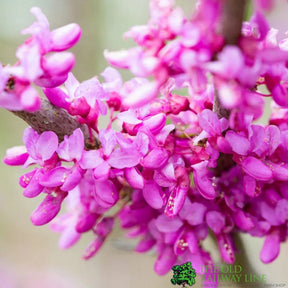 Cercis chinensis 'Avondale' Chinese Red bud 10Ltr Pot