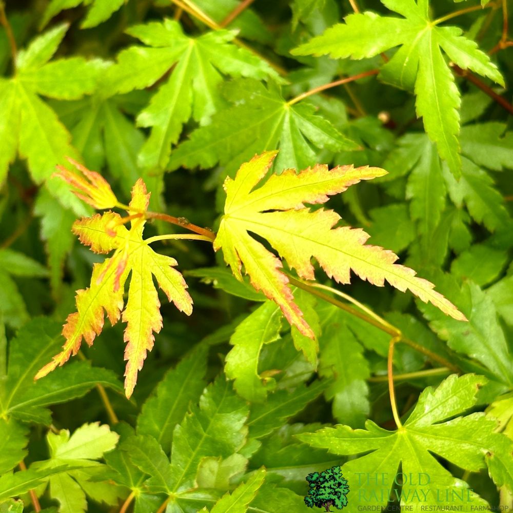 Acer Palmatum 'Cascade' 3Ltr Pot