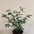 Euonymus 'Alatus' Plant 3Ltr Pot