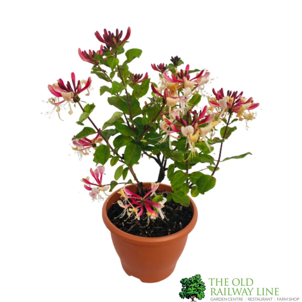 Lonicera periclymenum 'Strawberries & Cream' Honeysuckle 3 Ltr Pots