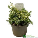 Chamaecyparis lawsoniana 'Pearly Swirls' Conifer Plant - 3Ltr Pot