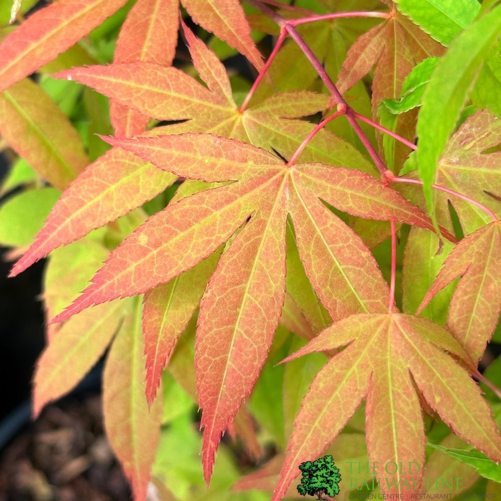 Acer Palmatum 'Westonbirt' 3Ltr Pot