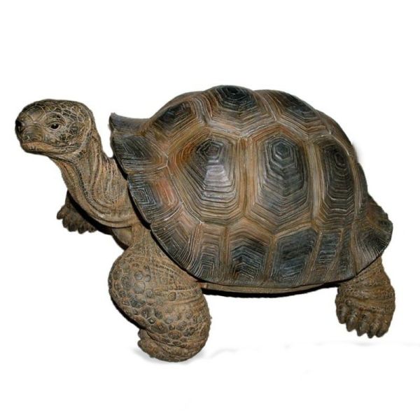 Vivid Arts 27cm Giant Tortoise Resin Ornament -  XRL-GTRT-D