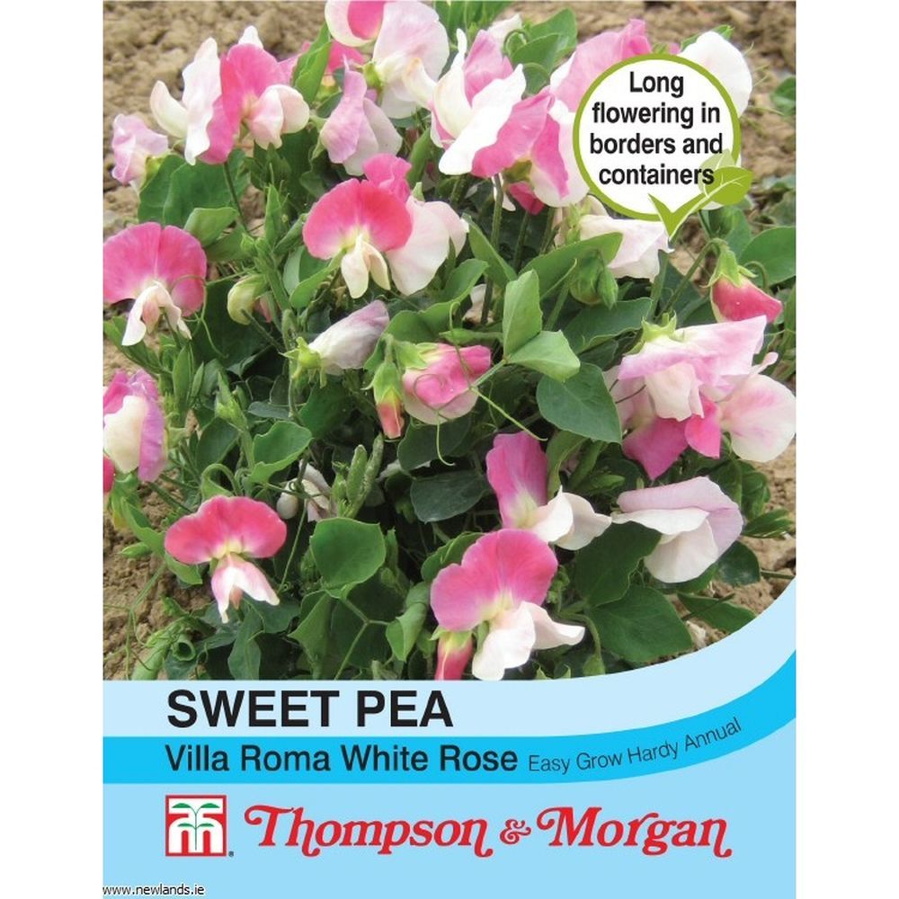 T & M Sweet Pea 'Villa Roma White Rose' Seeds