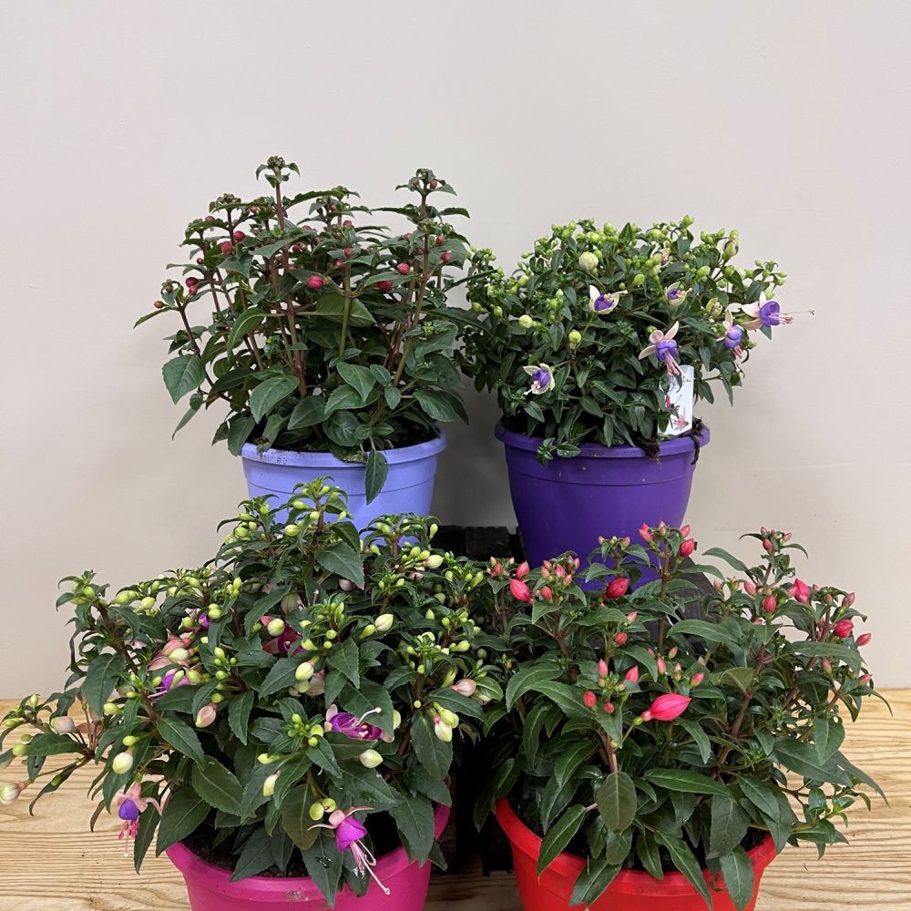 Fuchsia Assorted Variety 19cm Pot - 2 for £20