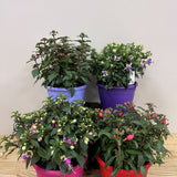 Fuchsia Assorted Variety 19cm Pot - 2 for £20