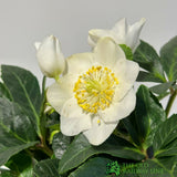 Helleborus Niger 'Chistmas Carol' Hellebore Plant - 12cm Pot