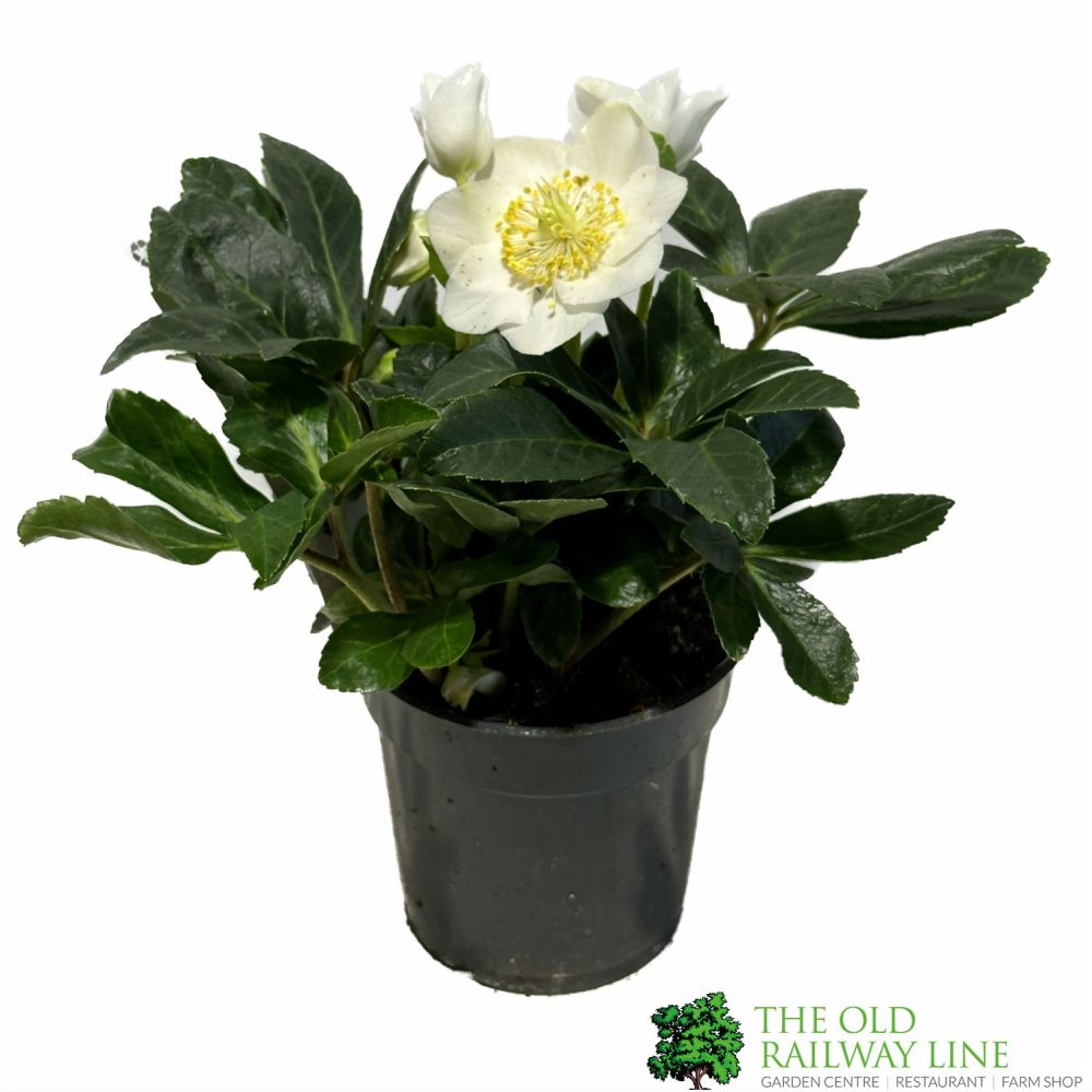 Helleborus Niger 'Chistmas Carol' Hellebore Plant - 12cm Pot