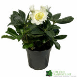 Helleborus Niger 'Chistmas Carol' Hellebore Plant - 12cm Pot
