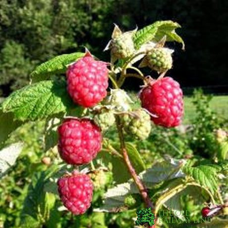 Raspberry 'Autumn Bliss' Fruit Bush 3Ltr Pot