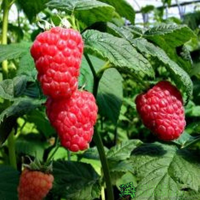 Raspberry 'Malling Jewel' 5 Canes 3Ltr Pot