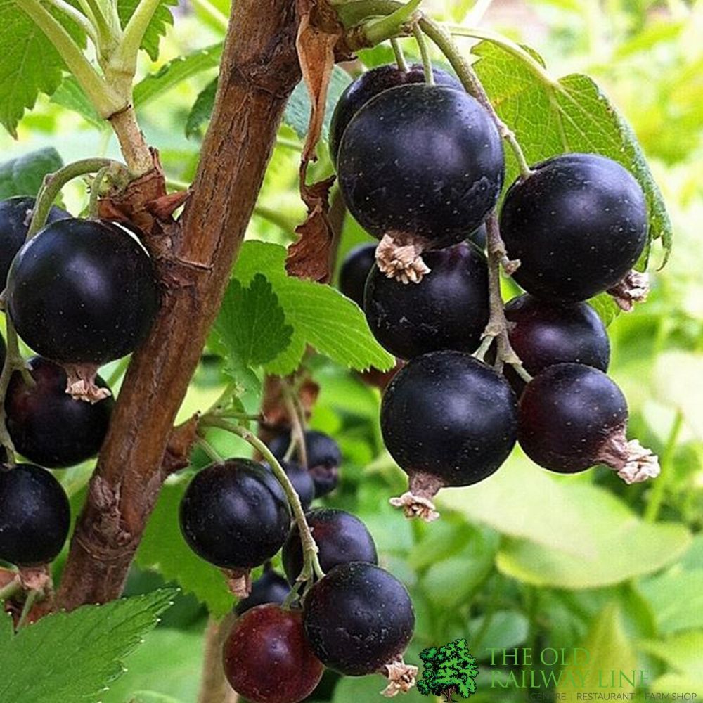 Blackcurrant 'Ben Tirran' Fruit Bush 3Ltr Pot