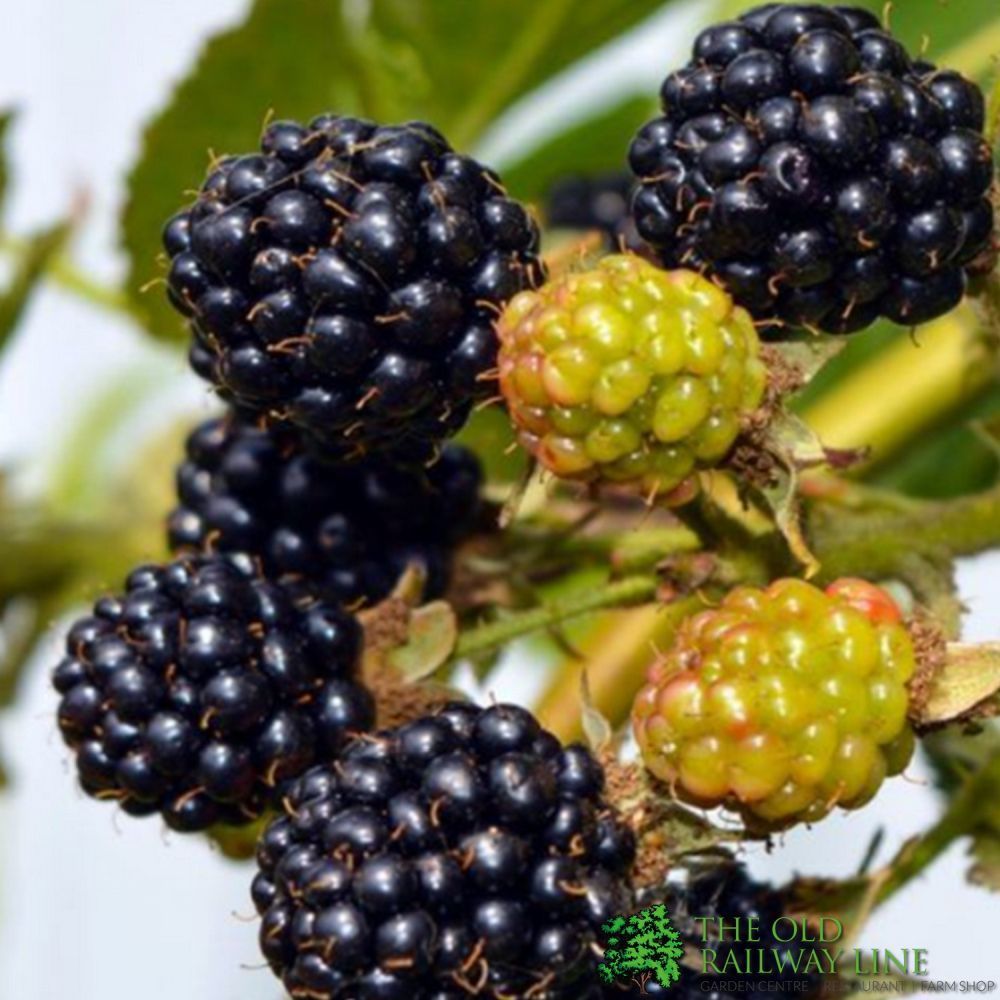 Blackberry 'Bedford Giant' Fruit Bush 3 Ltr Pot