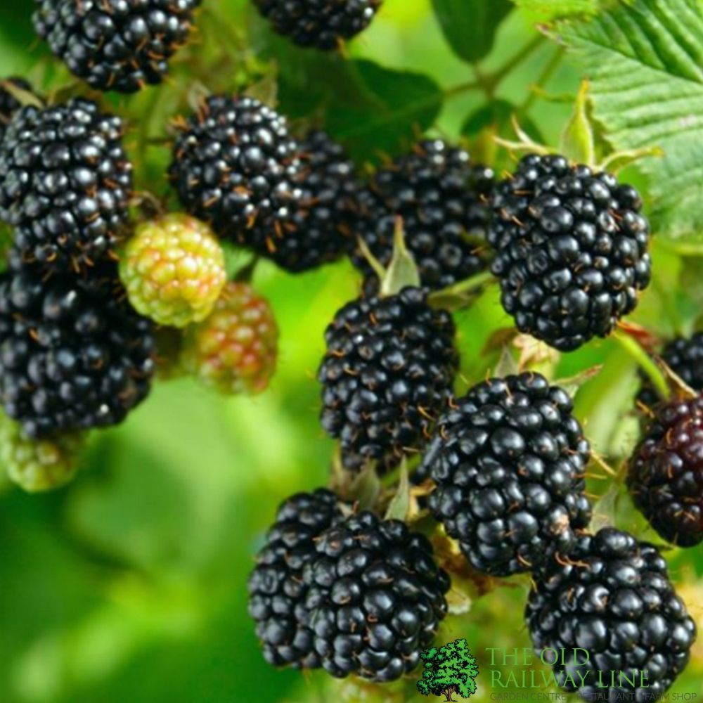 Blackberry Loch Ness Fruit Bush 3 Ltr Pot