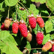 Loganberry Fruit Bush 3Ltr Pot
