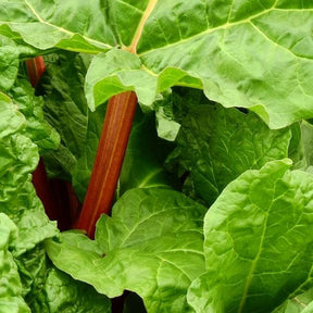 Rhubarb 'Timperley Early' Fruit Tree 3 Ltr