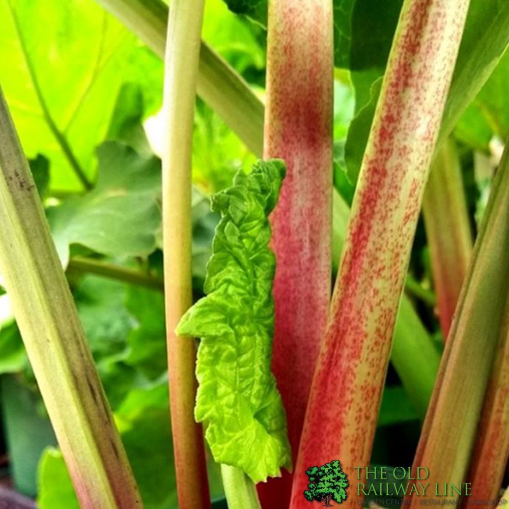 Rhubarb Victoria Plant 3Ltr Pot