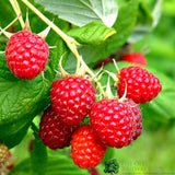 Raspberry 'Malling Promise' 5 Canes 3Ltr Pot