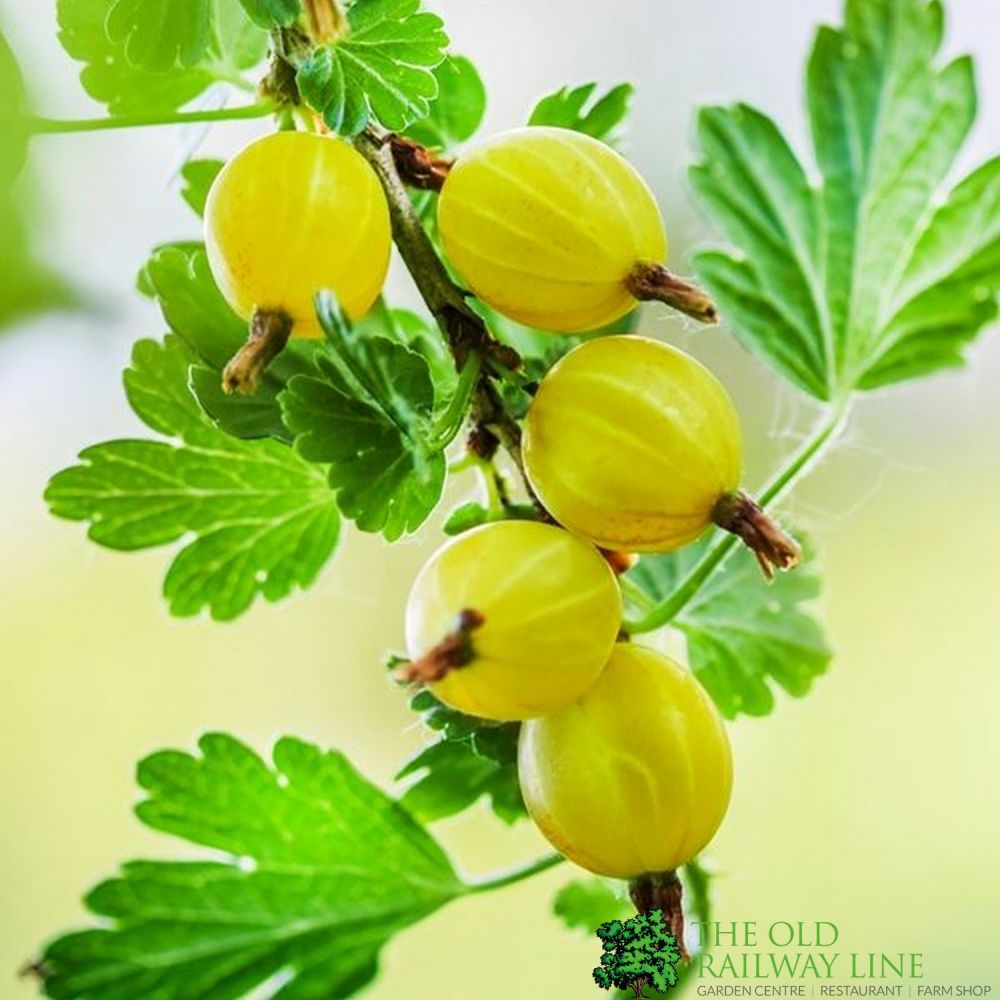 Gooseberry Hinnonmaki Yellow Fruit Bush 3Ltr Pot