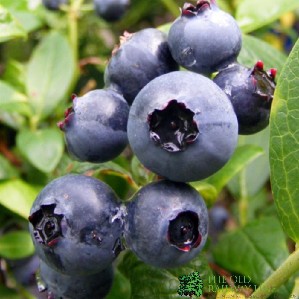 Blueberry Duke Fruit Bush 3 Ltr Pot