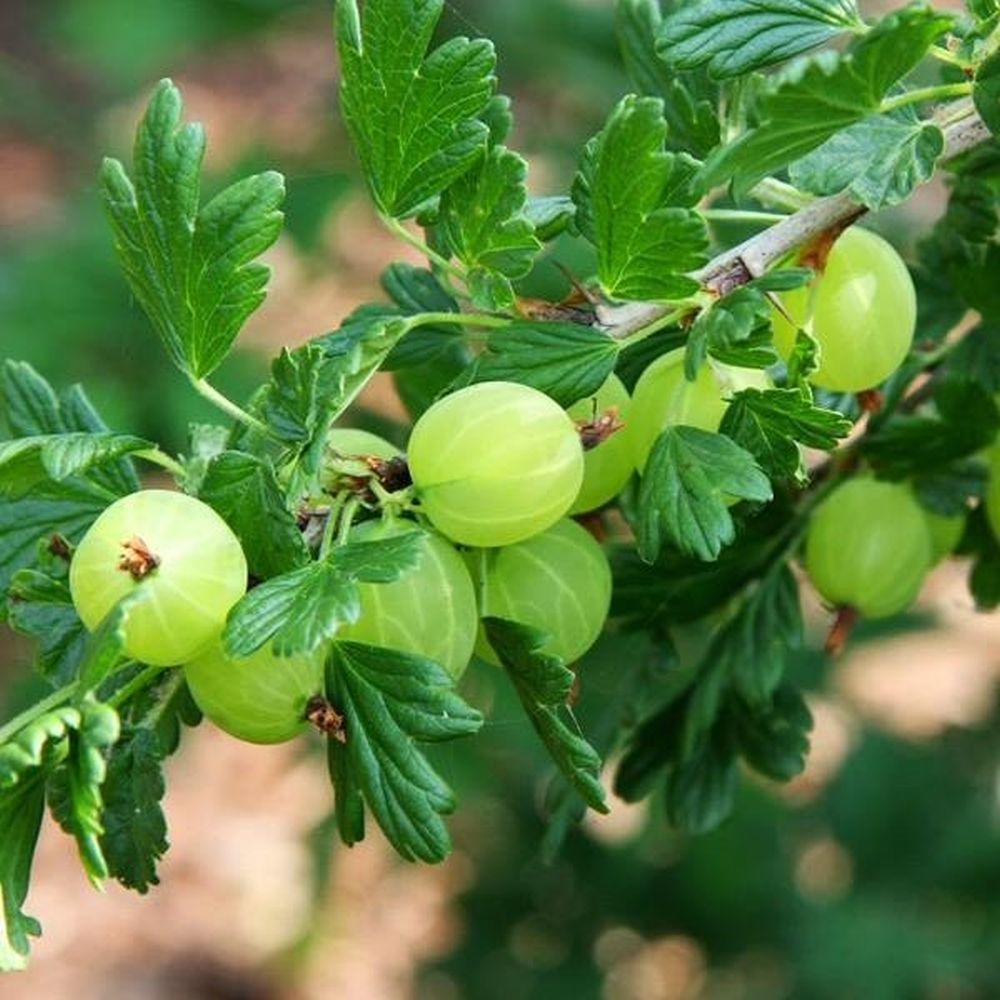 Gooseberry Hinnonmaki Green Fruit Bush 15cm Pot