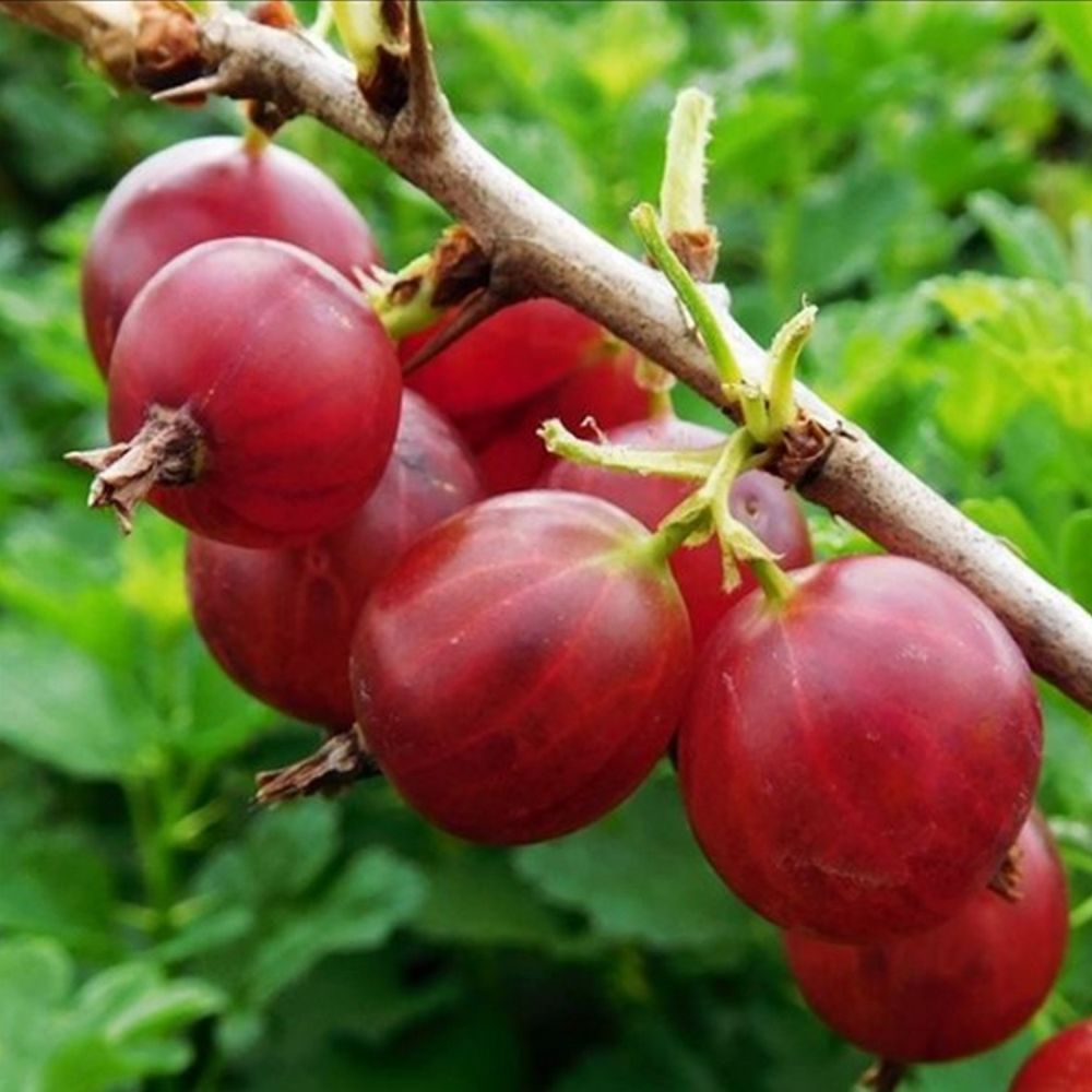 Gooseberry Hinnonmaki Red Fruit Bush 15cm Pot