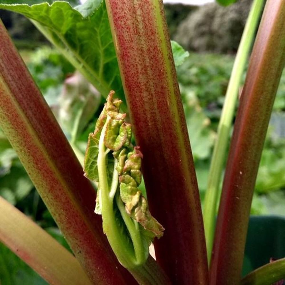 Rhubarb Glaskins Perpetual Plant 3Ltr Pot